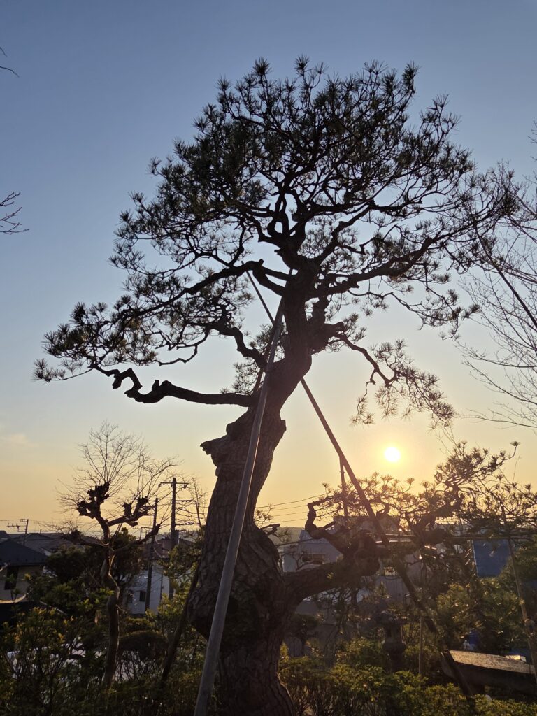 夕暮れ時の逆光に照らされた松