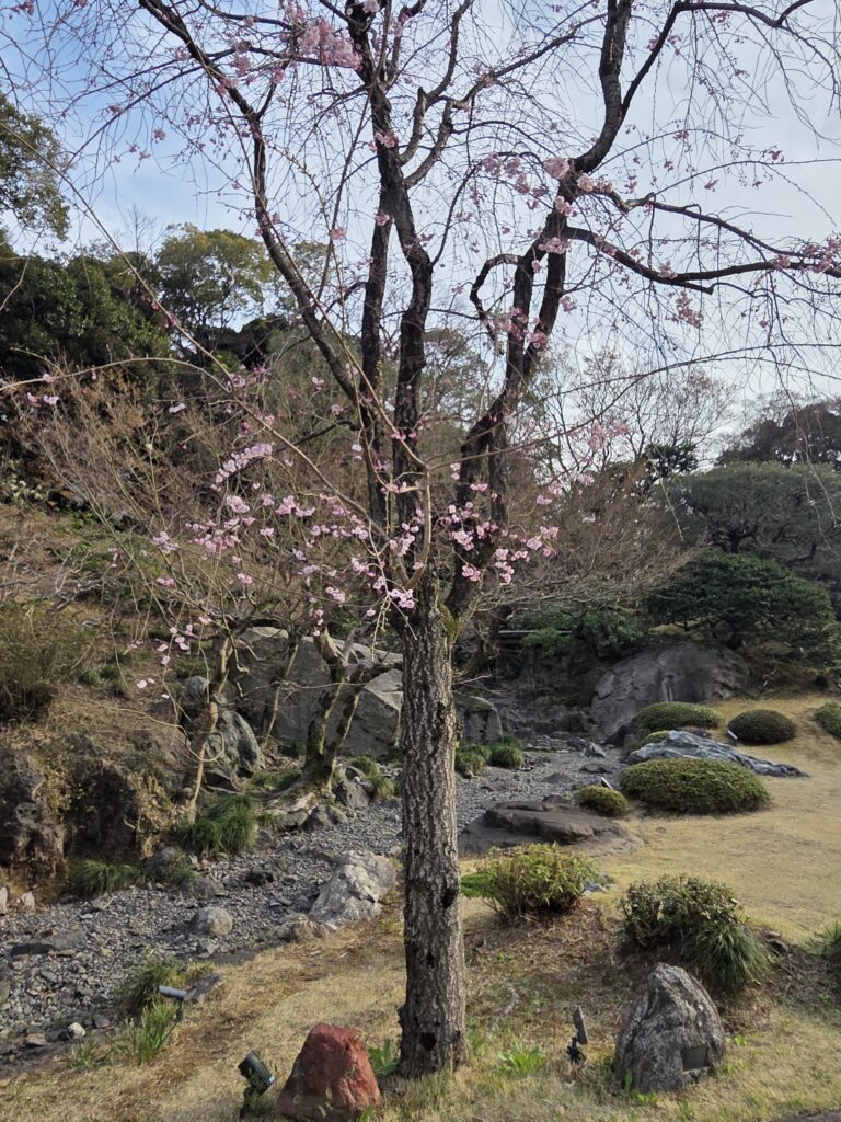 国際文化会館 3月庭園
