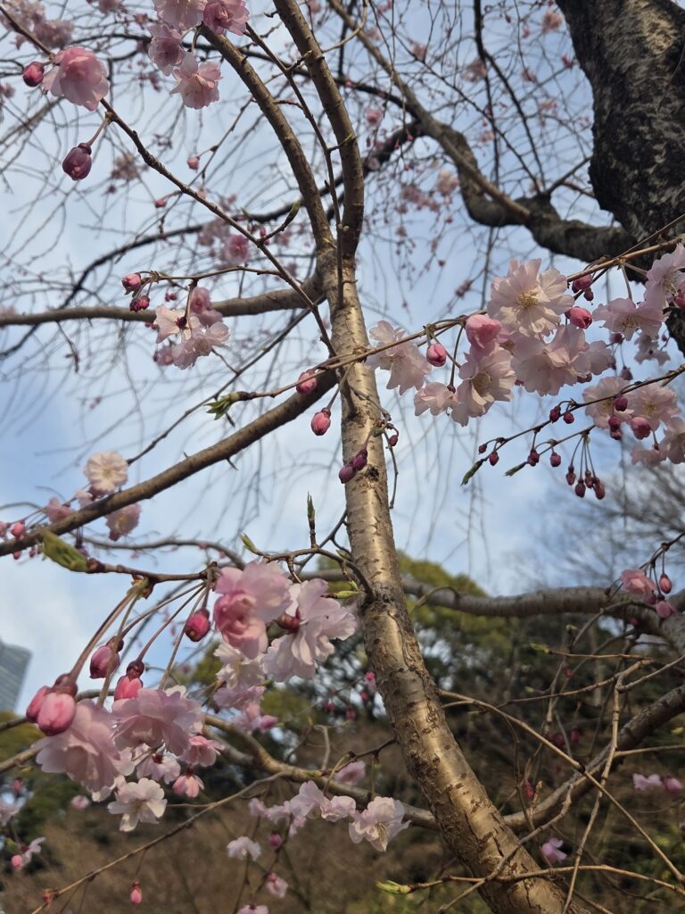 国際文化会館 3月庭園