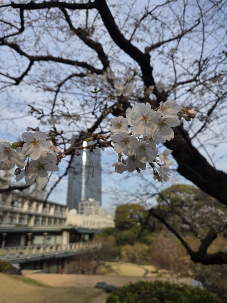 国際文化会館 3月庭園