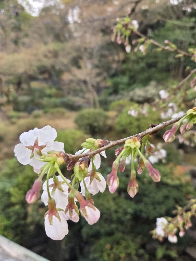 国際文化会館 3月庭園