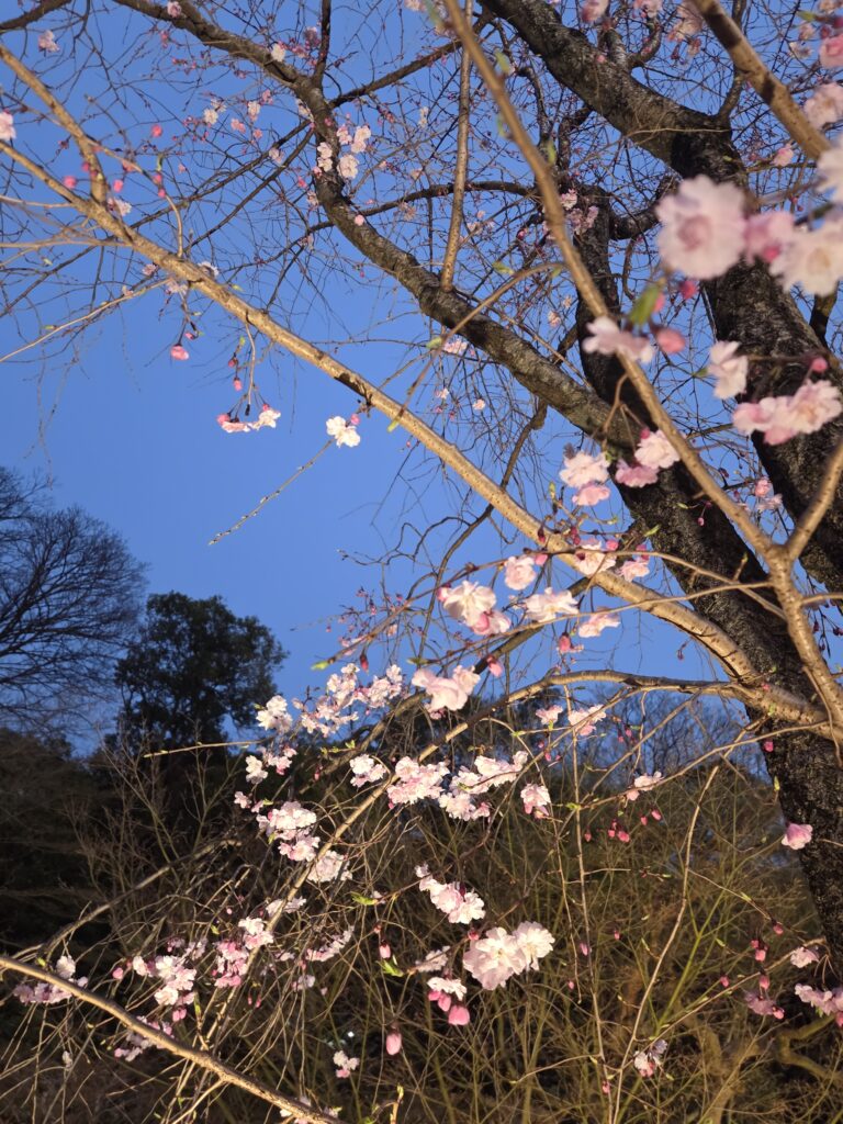国際文化会館 3月庭園
