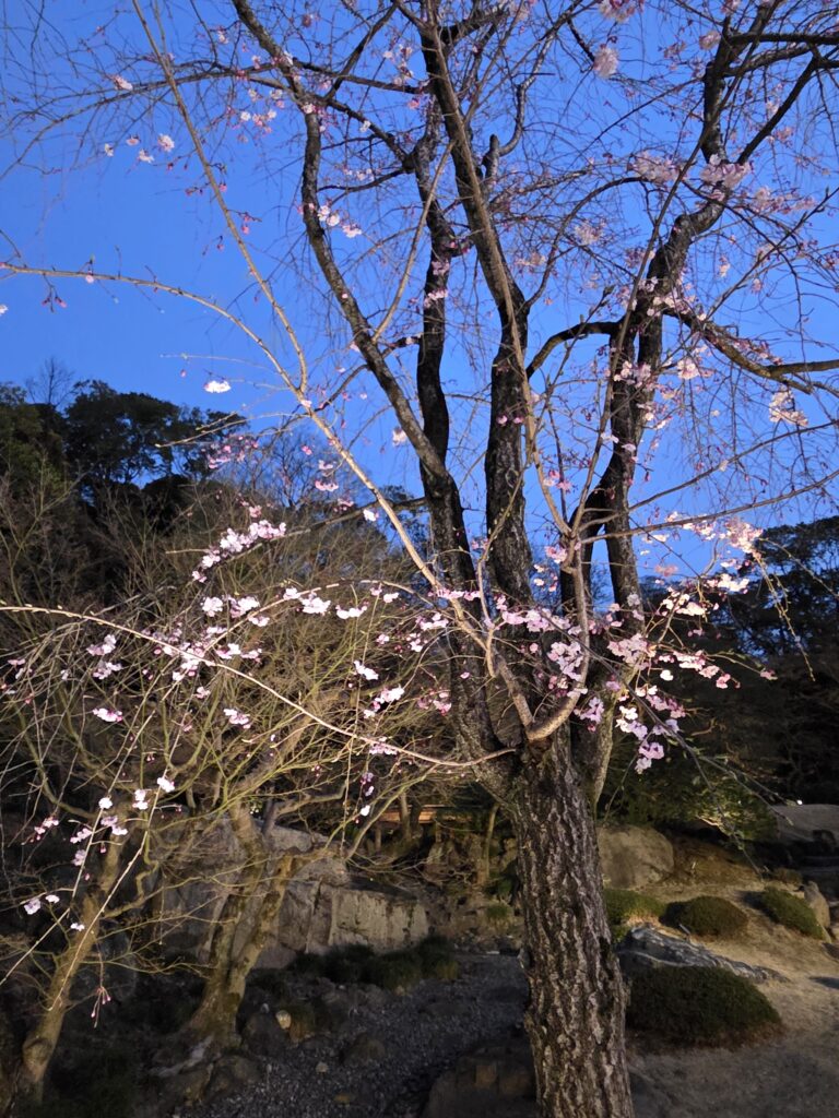 国際文化会館 3月庭園