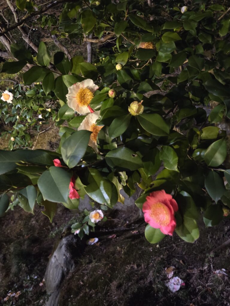 国際文化会館 3月庭園