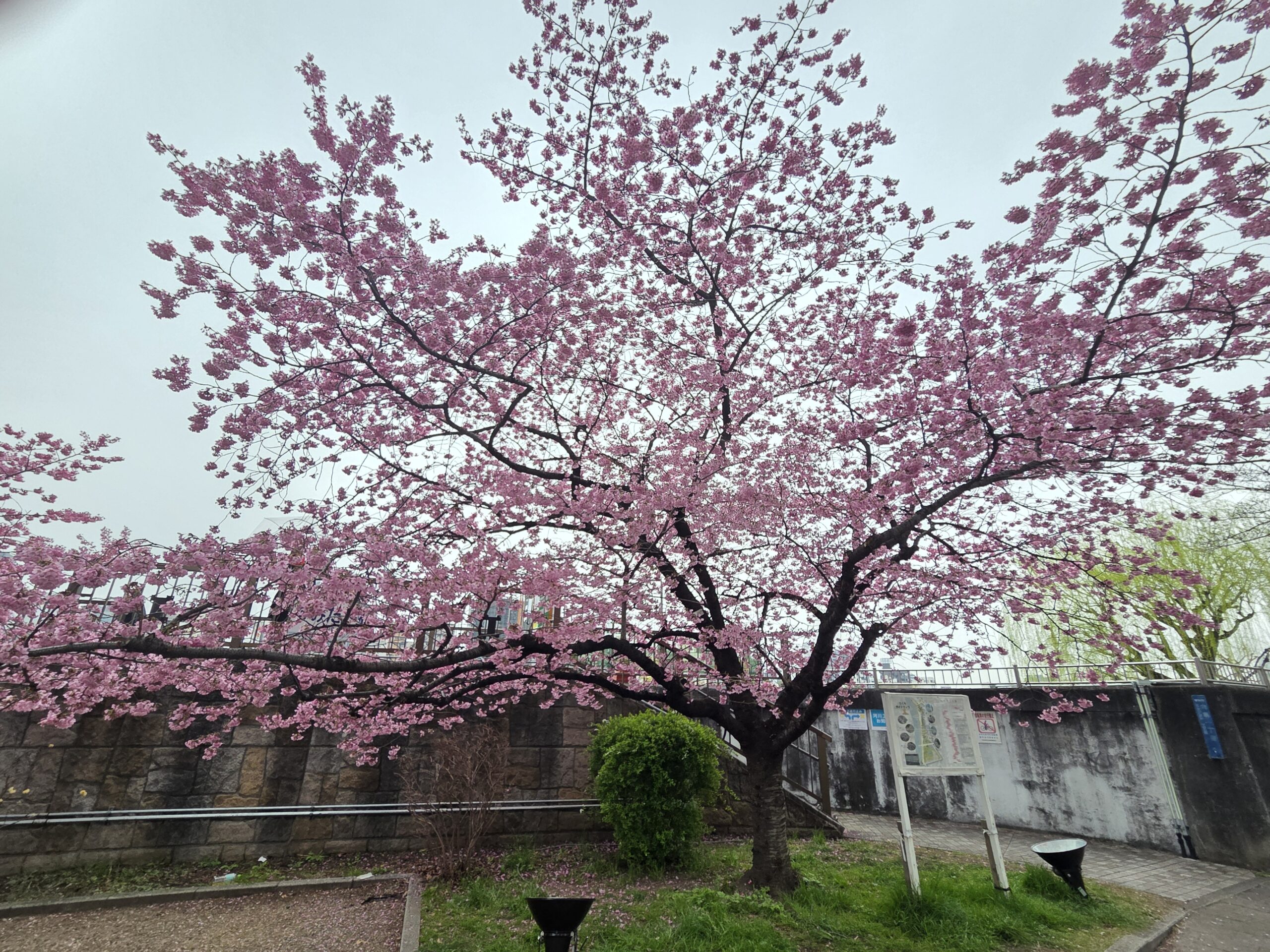 朝活