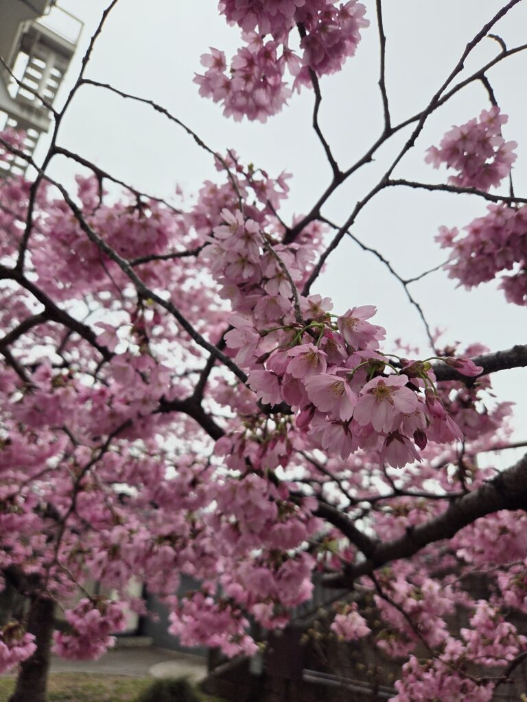 朝活