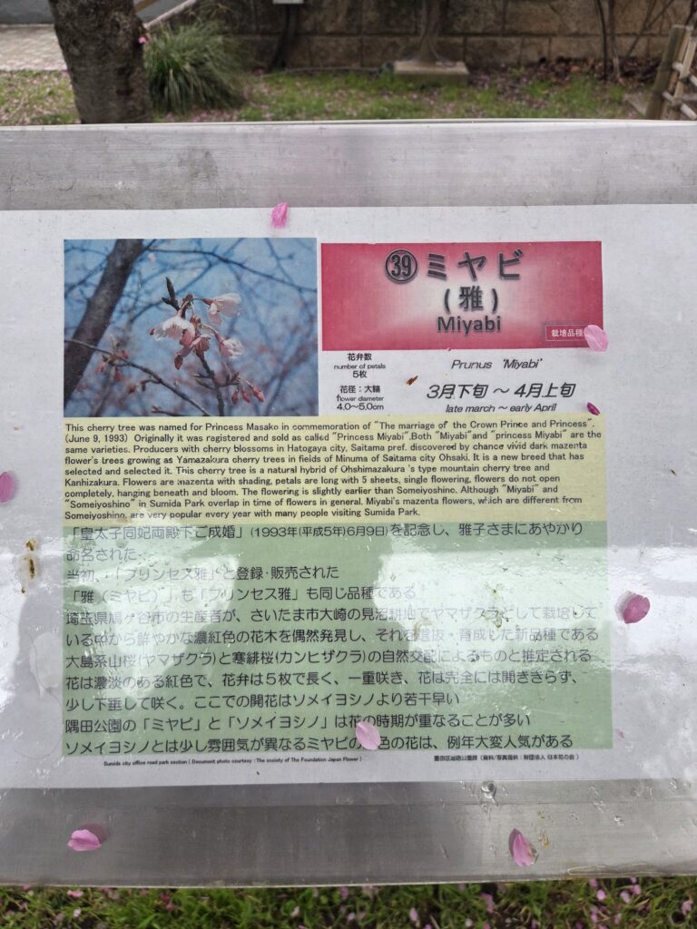 朝活