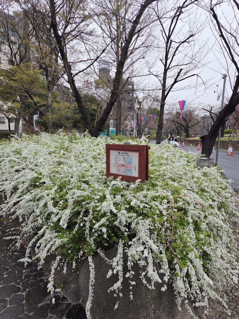 朝活