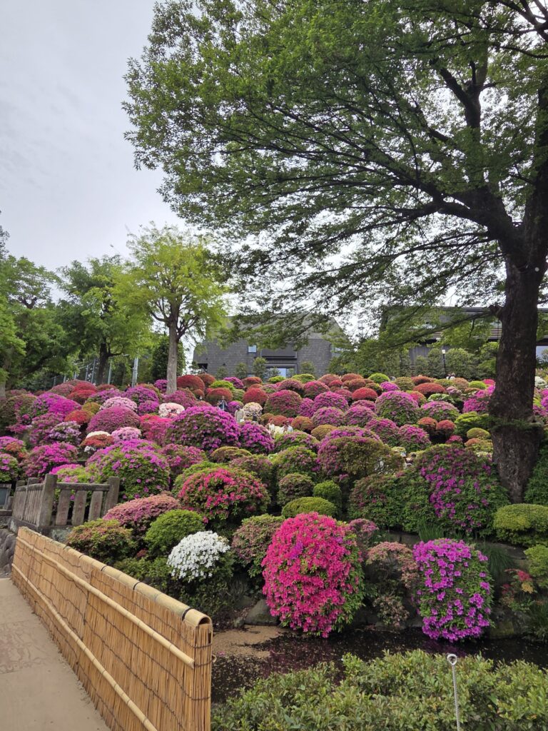 根津神社つつじ祭り