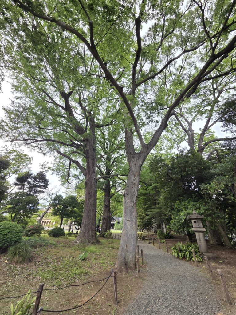 旧岩崎邸庭園