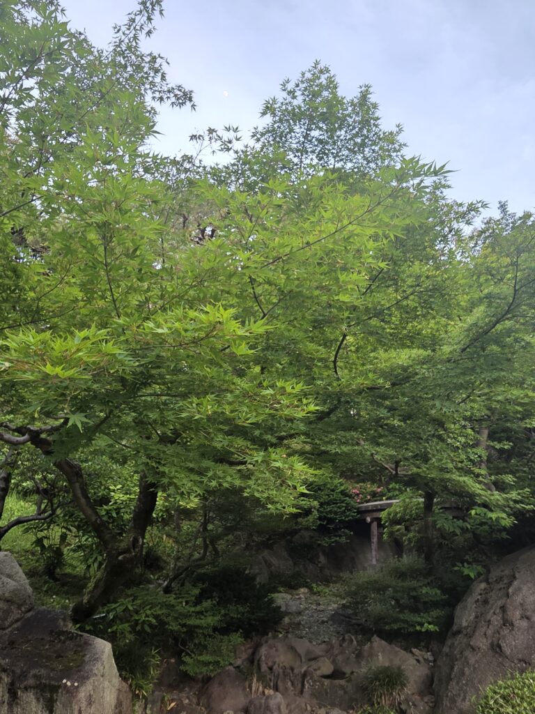 新緑の庭園