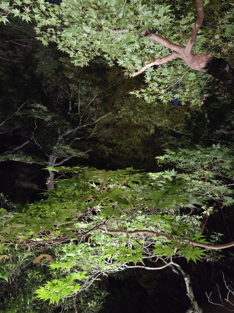 新緑の庭園ライトアップ