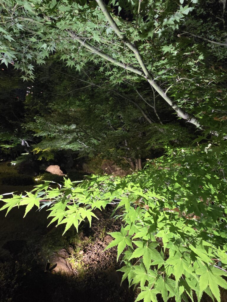 新緑の庭園ライトアップ