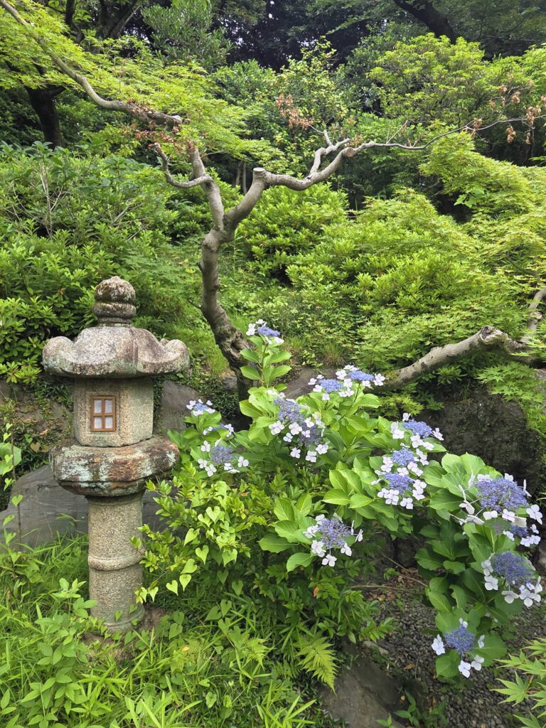 国際文化会館庭園の紫陽花