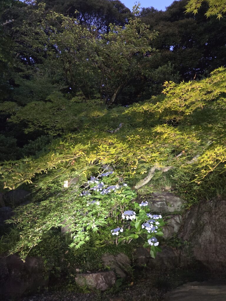 国際文化会館庭園ライトアップ
