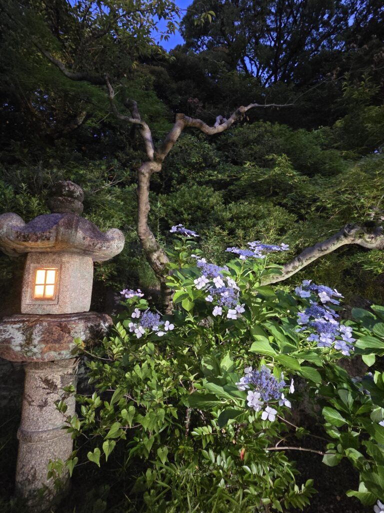 国際文化会館庭園ライトアップ