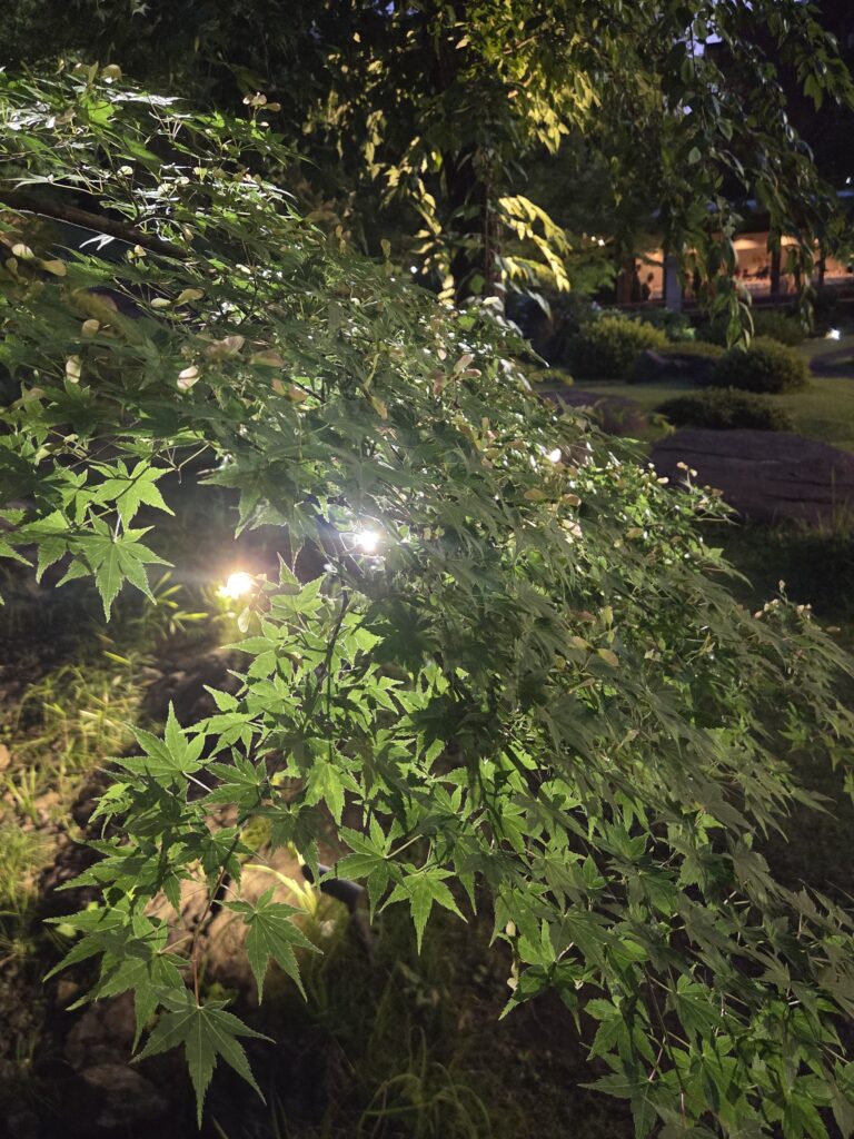 国際文化会館庭園ライトアップ