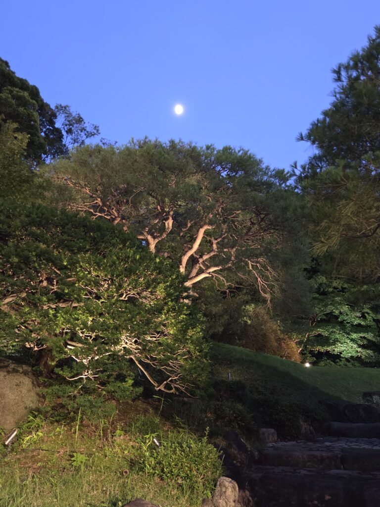国際文化会館庭園ライトアップ