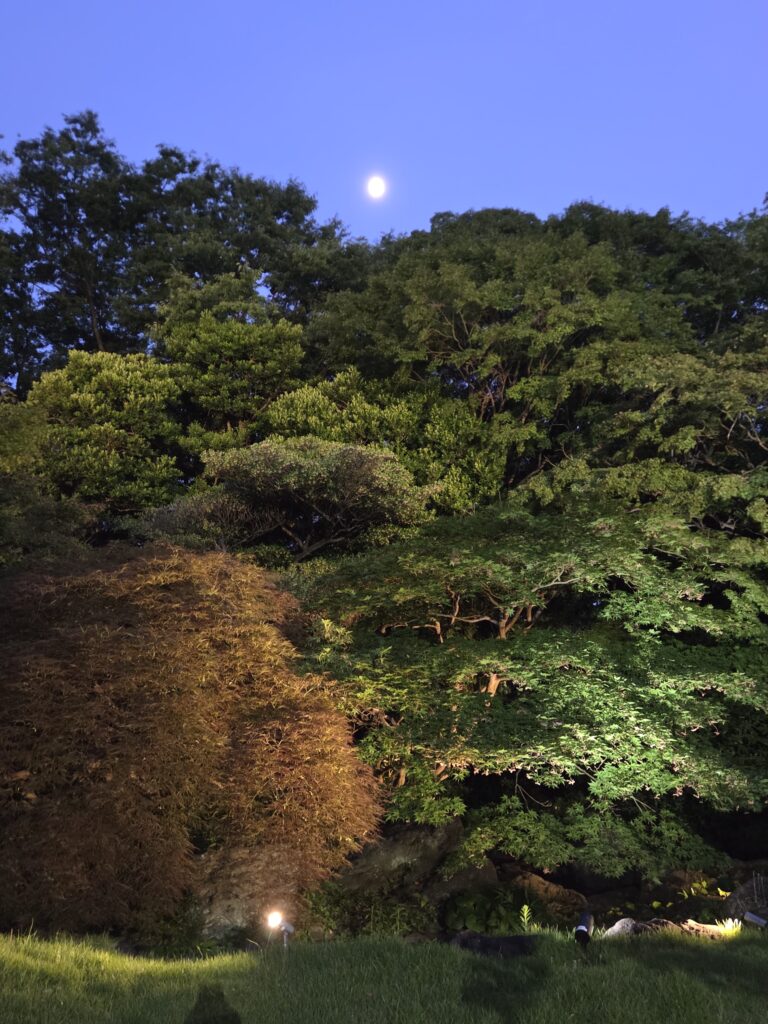 国際文化会館庭園ライトアップ