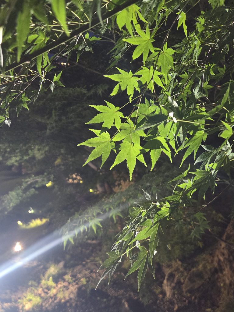 国際文化会館 旧岩崎邸庭園